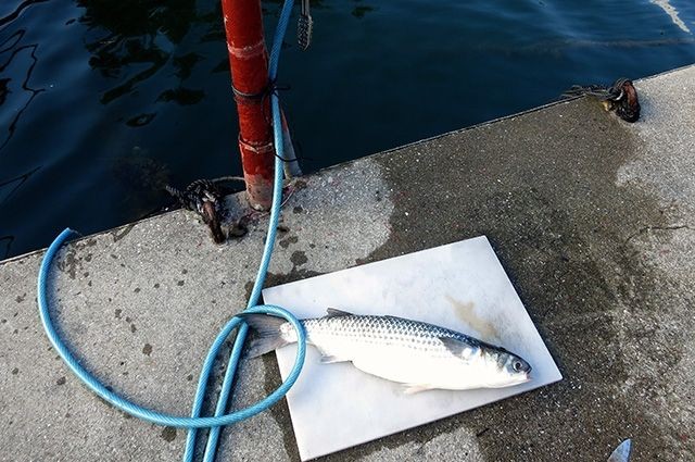 桟橋にある水道では魚を捌くこともできます。