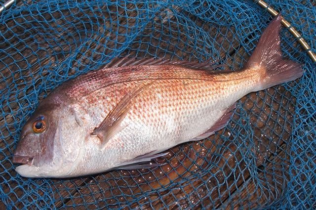 釣堀では多彩な魚が待っています。