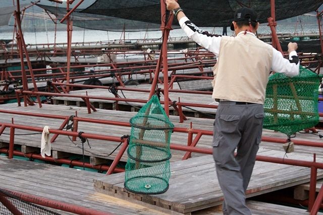 釣堀備付けのスカリを釣り座に持っていきましょう。