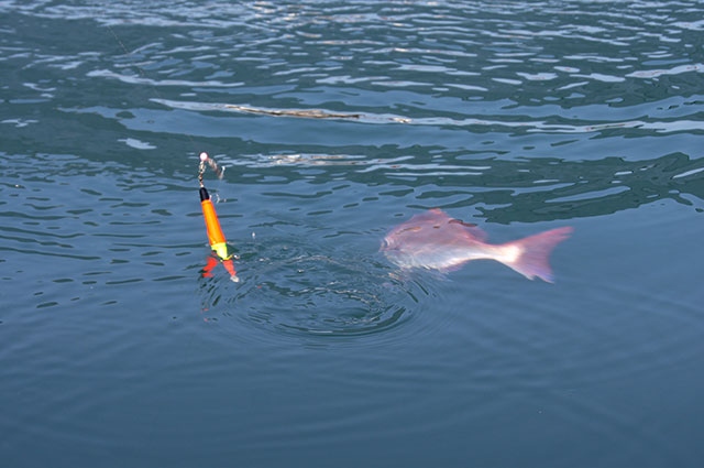 水中を舞うマダイの美しい魚体