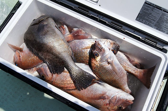 家族での釣果