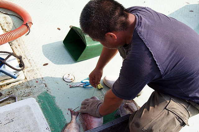海上釣堀で釣った魚は全て神経〆致します。
